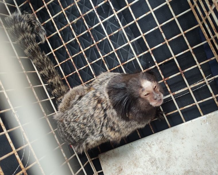 FOTO: Capturaron un mono Tití en Barrio Müller de la ciudad de Córdoba