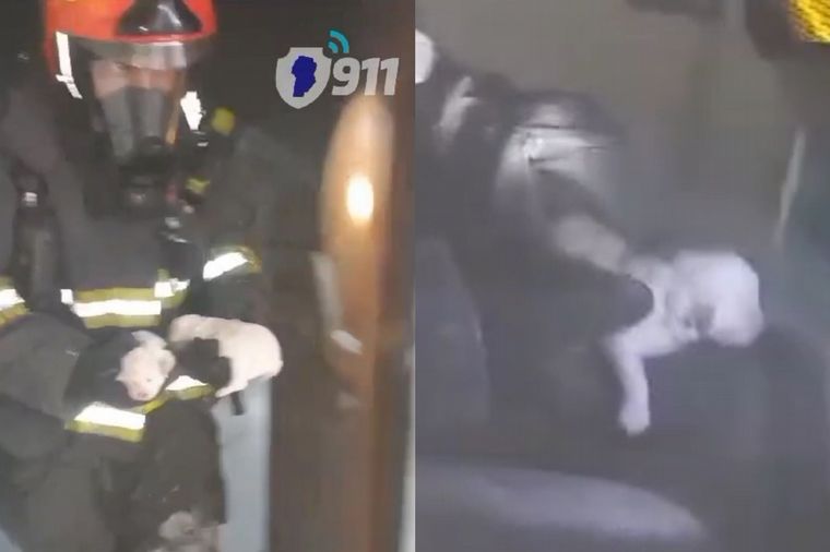 FOTO: Cinco cachorritos caniche fueron rescatados por bomberos en un incendio