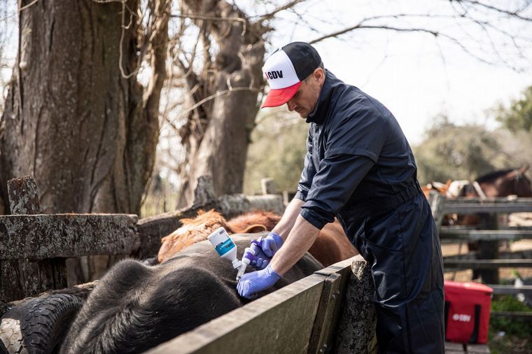 FOTO: Sanidad. La demanda global de proteínas obliga a privilegiar la sanidad animal.