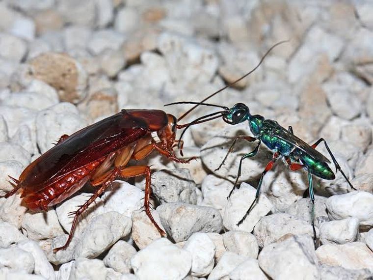 FOTO: La avispa esmeralda, en acción contra una cucaracha.