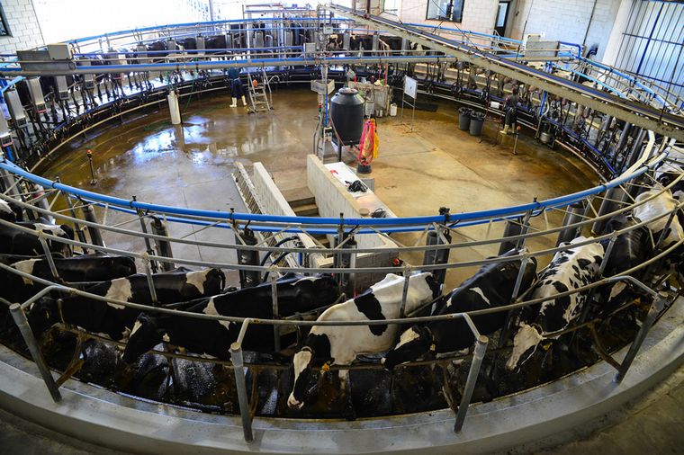 FOTO: Grupo Chiavassa, un tambo de 100 años que produce 65.000 litros de leche al día.