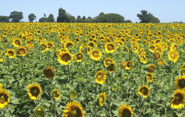 Cómo hacer para que el girasol resista el estrés - Notas del Agro - Cadena  3 Argentina