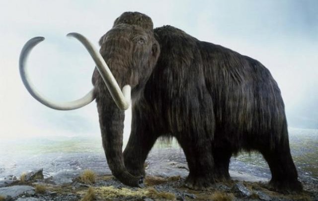 Científicos Planean Revivir A Un Mamut En Siberia La Mesa De Un