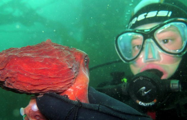 AUDIO: Buceo en el fin del mundo, un deporte entre aguas cristalinas y diversidad marina