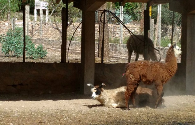 FOTO: Las llamas de La Marcada.