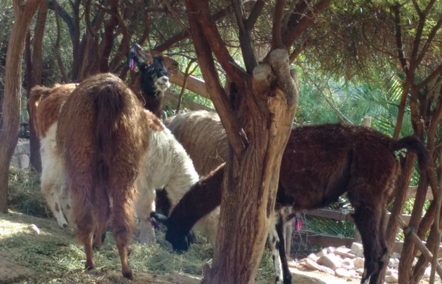 FOTO: Las llamas de La Marcada.