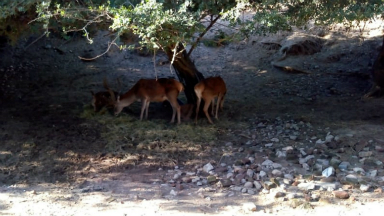 AUDIO: Una jauría atacó a ciervos y antílopes en el Zoo de Córdoba