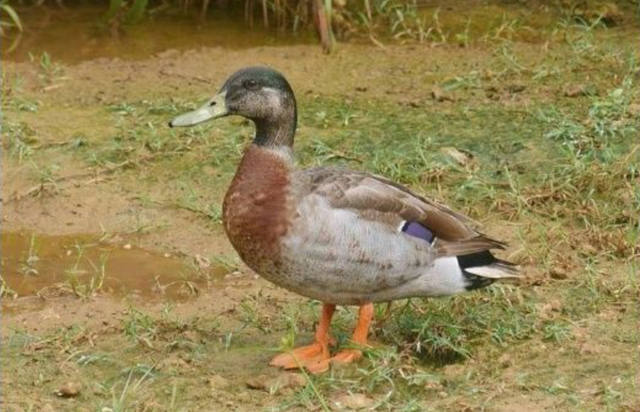 FOTO: Muere en isla del Pacífico el pato 