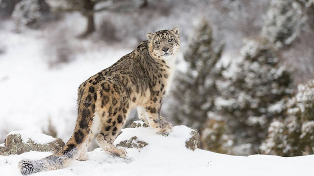 FOTO: La increíble foto de un leopardo camuflado en la nieve