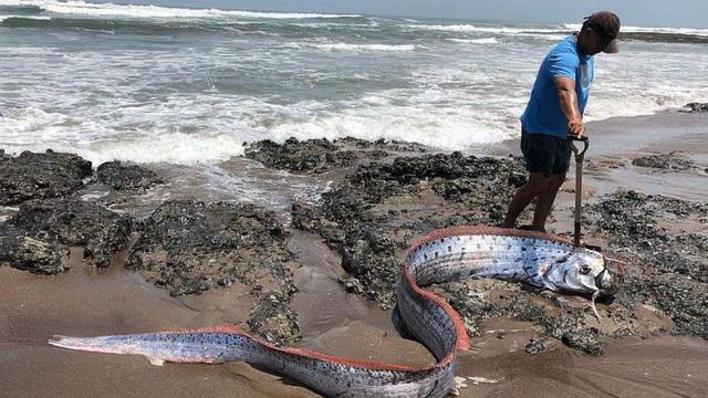 FOTO: Según la leyenda, el pez remo es presagio de terremotos