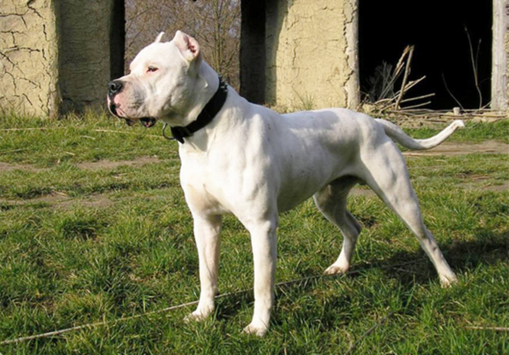 FOTO: El dogo argentino, un cruce de razas para la caza