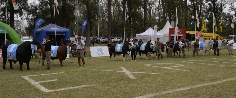 FOTO: BRAVO por las tres razas de mayor proyección en el norte.