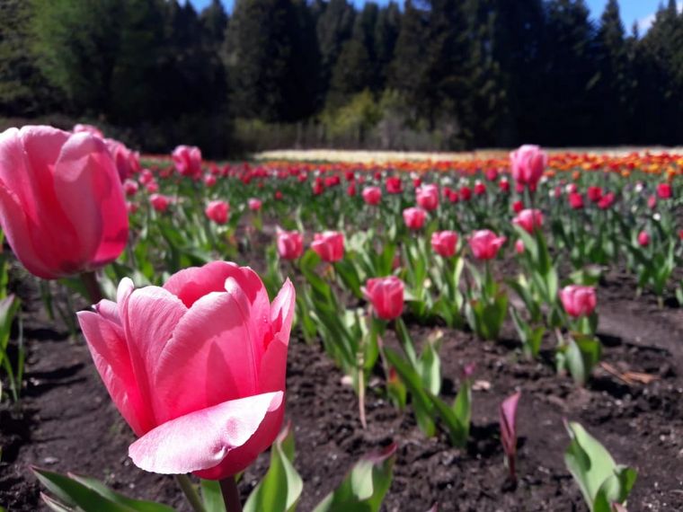 FOTO: Además de tulipanes también cultivan narcisos.