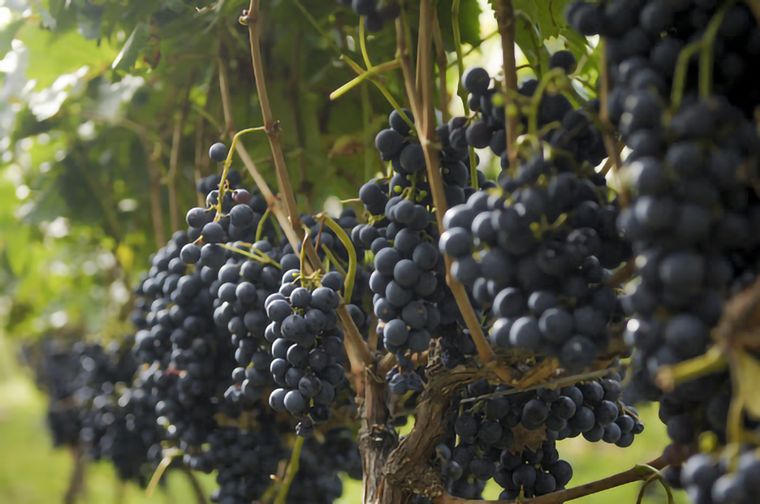 FOTO: Se consume más vino tinto que blanco.