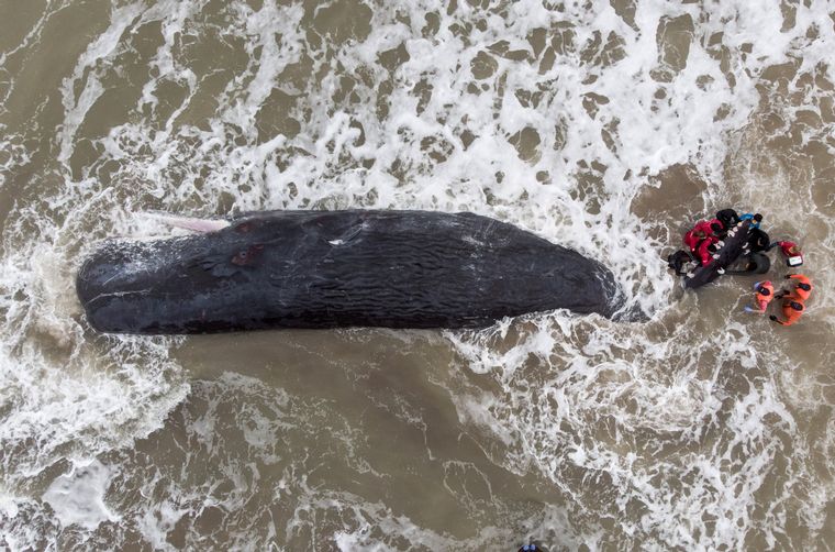 FOTO: Una ballena de gran porte quedó varada en una playa de Santa Clara del Mar