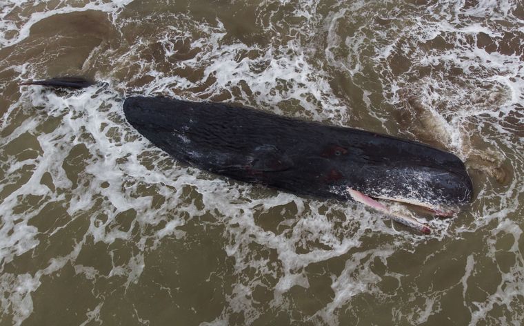 FOTO: Una ballena de gran porte quedó varada en una playa de Santa Clara del Mar