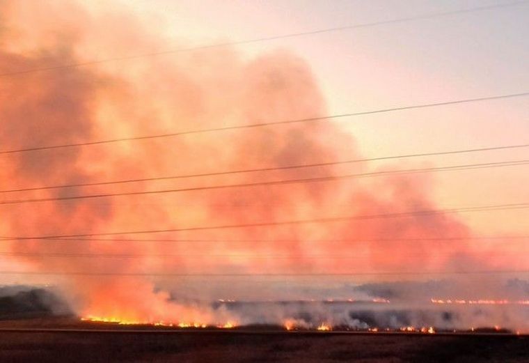 FOTO: La fauna del Delta del Paraná está en peligro por los incendios.