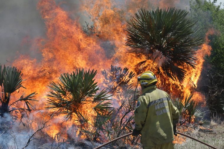 FOTO: Está contenido el incendio forestal cerca de San Pedro Norte.