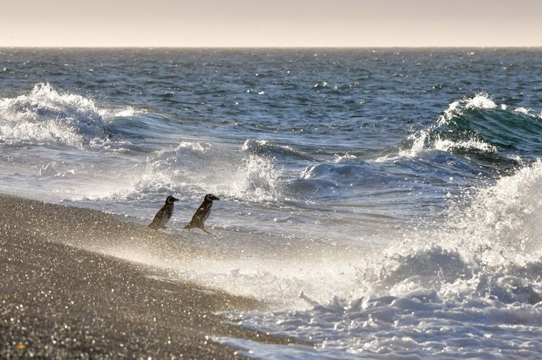 FOTO: Magallanes en Chubut. FOTO: Télam.