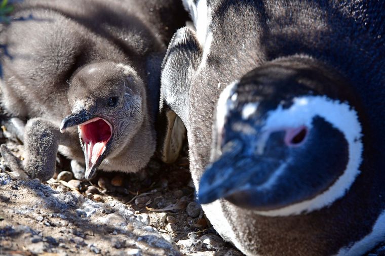 FOTO: Magallanes en Chubut. FOTO: Télam.