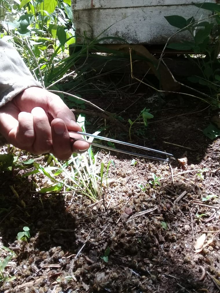 AUDIO: Preocupación en Salta por mortandad de abejas