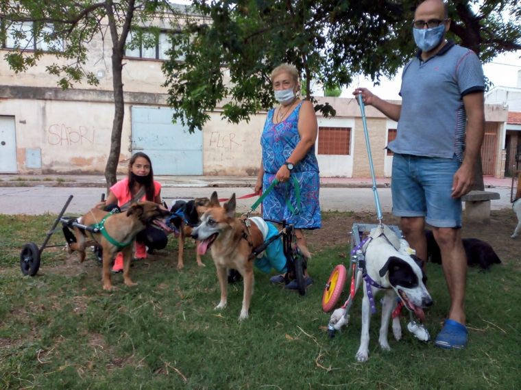 FOTO: Discas es una organización que trabaja con animales con discapacidad