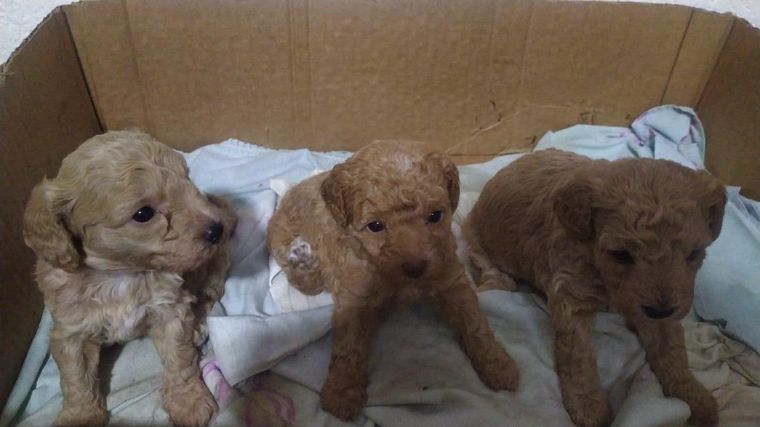 FOTO: Ofrecen recompensa por tres cachorros de 20 días robados en barrio Poeta Lugones