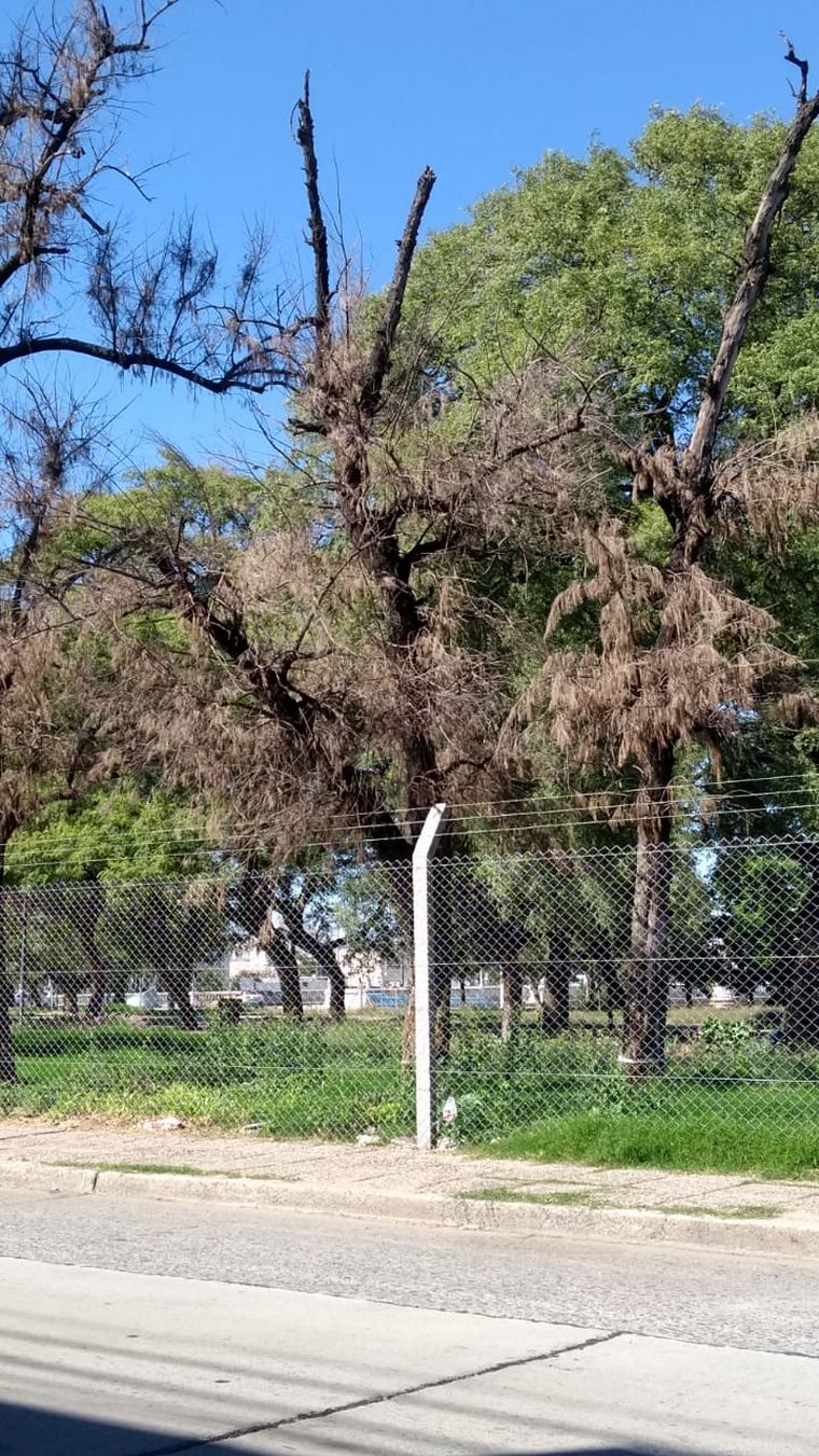 FOTO: Árboles en mal estado en parque Las Heras