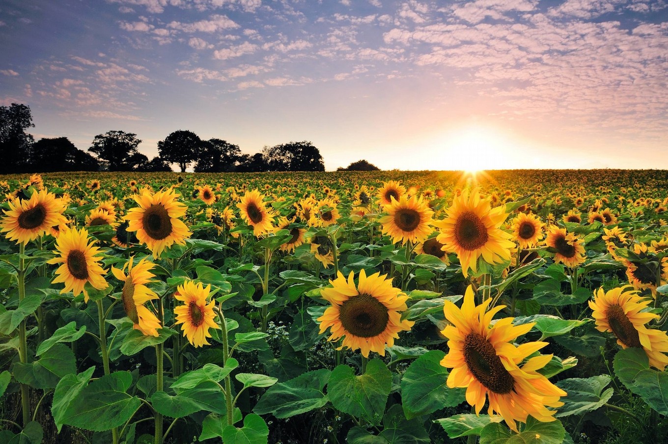 Cara y ceca del girasol - Agricultura - Cadena 3 Argentina