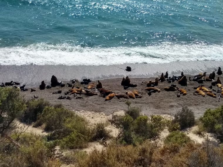 FOTO: Lobos marinos en Península Valdés