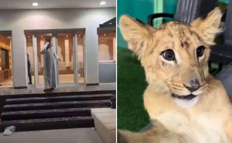 Insólito: hinchas se extraviaron en Qatar y terminaron en un palacio con  leones - Curiosidades - Qatar 2022 - Cadena 3 Argentina