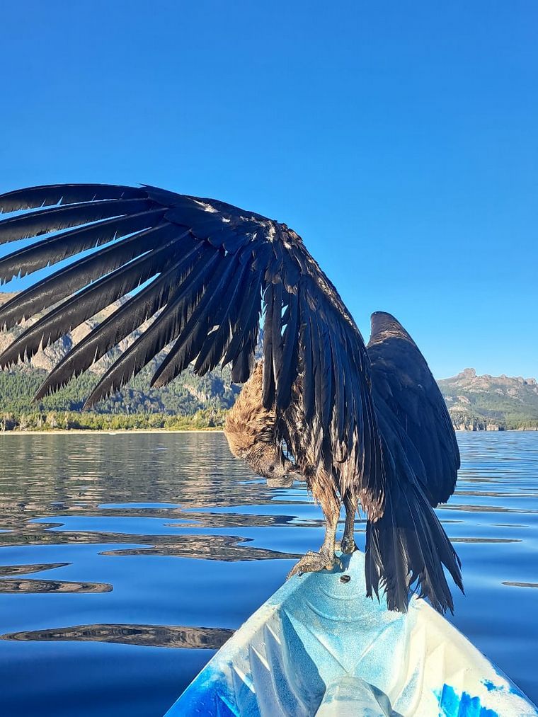 FOTO: Emocionante historia de un guía de montaña que rescató un cóndor en lago Traful